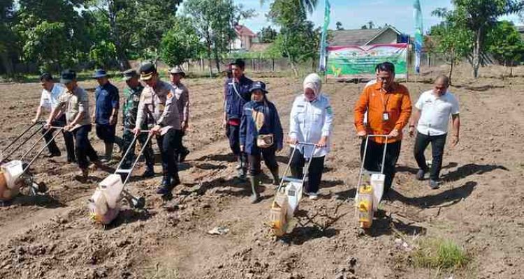 Kegiatan Tanam Jagung Serentak Kuartal IV dipusatkan di Jl Bupati Oesman Bakar, Kelurahan Kayuara, Kecamatan Sekayu, Rabu (08/10/2025). Foto: Kominfo Muba.