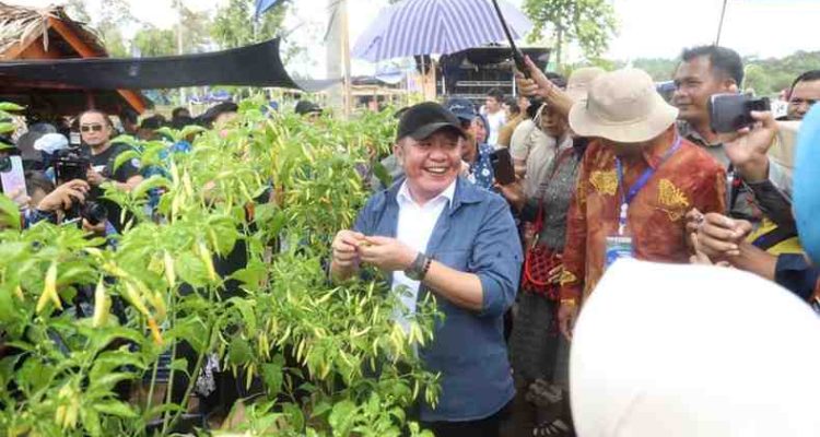 Gubernur Sumsel, Herman Deru melihat tanaman cabai pada PEDA KTNA di Tebing Tinggi, Empat Lawang, Kamis (6/11/2025). Foto: Humas Pemprov Sumsel.