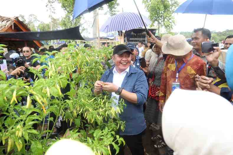Gubernur Sumsel, Herman Deru melihat tanaman cabai pada PEDA KTNA di Tebing Tinggi, Empat Lawang, Kamis (6/11/2025). Foto: Humas Pemprov Sumsel.