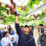 Gubernur Sumsel, Herman deru langsung memetik buah anggur di kebun warga di Kabupaten OKI. Foto: Humas Pemprov Sumsel.