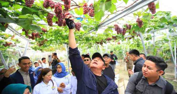 Gubernur Sumsel, Herman deru langsung memetik buah anggur di kebun warga di Kabupaten OKI. Foto: Humas Pemprov Sumsel.