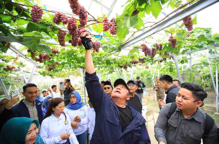 Gubernur Sumsel, Herman deru langsung memetik buah anggur di kebun warga di Kabupaten OKI. Foto: Humas Pemprov Sumsel.