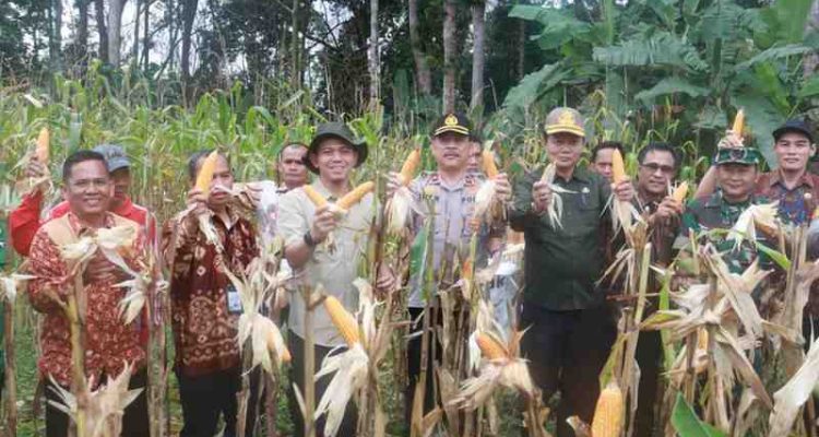 Kerjsama TNI dan Polri, Pemkab Muba menggelar Panen Raya Jagung Serentak Kuartal I Tahun 2026, sekaligus mengikuti kegiatan tersebut secara virtual, Kamis (08/01/2026), yang dipusatkan di Dusun III Desa Ulak Paceh Jaya, Kecamatan Lawang Wetan. Foto: Kominfo Muba.