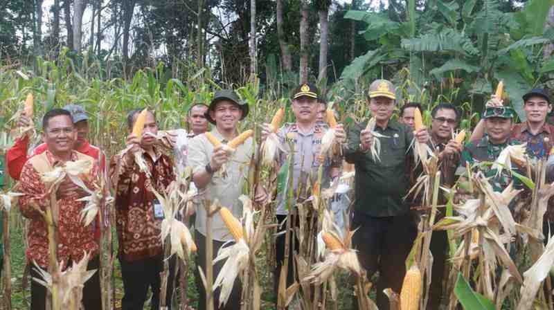 Kerjsama TNI dan Polri, Pemkab Muba menggelar Panen Raya Jagung Serentak Kuartal I Tahun 2026, sekaligus mengikuti kegiatan tersebut secara virtual, Kamis (08/01/2026), yang dipusatkan di Dusun III Desa Ulak Paceh Jaya, Kecamatan Lawang Wetan. Foto: Kominfo Muba.