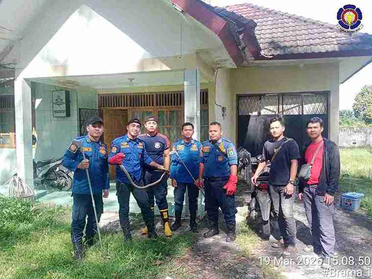 Dinas Pemadam Kebakaran Kabupaten Musi Banyuasin melalui Petugas Piket Pos Induk Kecamatan Sekayu telah melaksanakan kegiatan evakuasi hewan berbahaya berupa ular yang masuk ke dalam rumah di Komplek Praja Mukti, Kelurahan Soak Baru, Kecamatan Sekayu. Foto: Kominfo Muba.