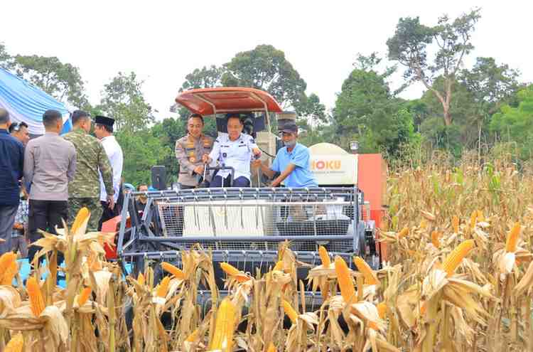 Wagub Sumsel, Cik Ujang saat panen raya jagung di Desa Bumi Agung Jaya, OKU Selatan, Sabtu (16/5/2026). Foto: Humas Pemprov Sumsel.