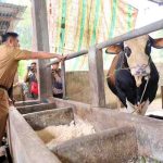 Sekda Palembang, Aprizal saat keninjau salah satu lokasi penjualan hewan kurban. Foto: Kominfo Palembang.