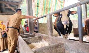 Sekda Palembang, Aprizal saat keninjau salah satu lokasi penjualan hewan kurban. Foto: Kominfo Palembang.