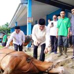 Usai melaksanakan Sholat Idul Adha 1447 Hijriah di Masjid At-Tauhid Desa Sungai Angit, Kecamatan Babat Toman, Bupati Musi Banyuasin H M Toha Tohet, SH bersama Ketua TP PKK Muba Hj Patimah Toha meninjau langsung proses penyembelihan hewan kurban di Balai Desa Sungai Angit, Rabu (27/5/2026). Foto: Kominfo Muba.