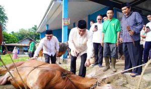 Usai melaksanakan Sholat Idul Adha 1447 Hijriah di Masjid At-Tauhid Desa Sungai Angit, Kecamatan Babat Toman, Bupati Musi Banyuasin H M Toha Tohet, SH bersama Ketua TP PKK Muba Hj Patimah Toha meninjau langsung proses penyembelihan hewan kurban di Balai Desa Sungai Angit, Rabu (27/5/2026). Foto: Kominfo Muba.