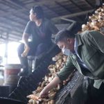 Gubernur Sumsel, Herman Deru meninjau pabrik tepung tapioka di Indceralaya Utara, Kamis (9/7/2026). Foto: Humas Pemprov Sumsel.