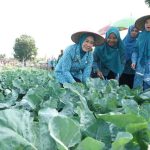 Ketua TP PKK Provinsi Sumatera Selatan, Feby Herman Deru tampak berjongkok memetik dan memanen hasil budidaya yang dikelola ibu-ibu PKK bersama warga. Foto: Humas Pemprov Sumsel.