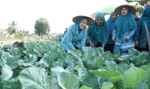 Ketua TP PKK Provinsi Sumatera Selatan, Feby Herman Deru tampak berjongkok memetik dan memanen hasil budidaya yang dikelola ibu-ibu PKK bersama warga. Foto: Humas Pemprov Sumsel.