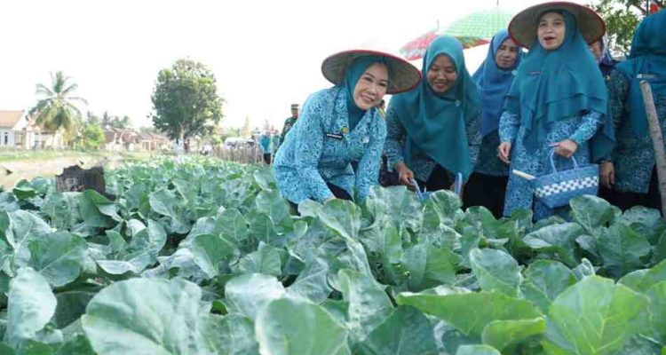 Ketua TP PKK Provinsi Sumatera Selatan, Feby Herman Deru tampak berjongkok memetik dan memanen hasil budidaya yang dikelola ibu-ibu PKK bersama warga. Foto: Humas Pemprov Sumsel.