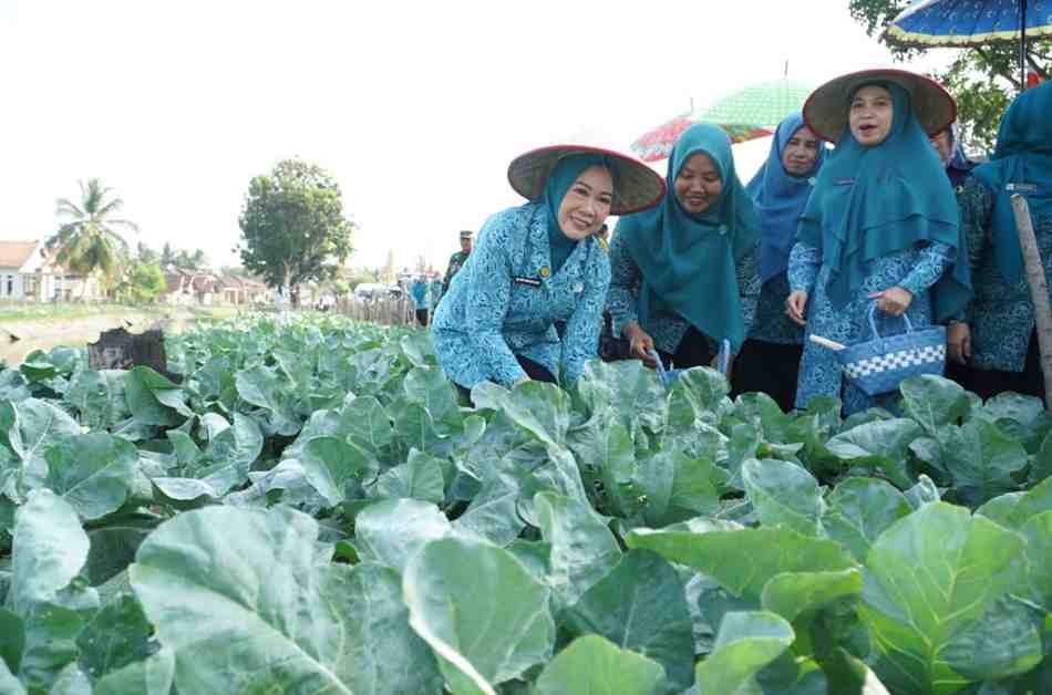 Ketua TP PKK Provinsi Sumatera Selatan, Feby Herman Deru tampak berjongkok memetik dan memanen hasil budidaya yang dikelola ibu-ibu PKK bersama warga. Foto: Humas Pemprov Sumsel.