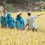 Ketua Tim Penggerak (TP) PKK Kabupaten Musi Banyuasin (Muba) Hj Patimah Toha meninjau panen padi organik di Desa Jirak, Kecamatan Jirak Jaya, Kamis (23/7/2026). Foto: Kominfo Muba.