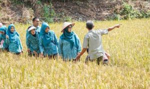 Ketua Tim Penggerak (TP) PKK Kabupaten Musi Banyuasin (Muba) Hj Patimah Toha meninjau panen padi organik di Desa Jirak, Kecamatan Jirak Jaya, Kamis (23/7/2026). Foto: Kominfo Muba.