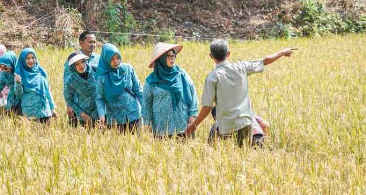 Ketua Tim Penggerak (TP) PKK Kabupaten Musi Banyuasin (Muba) Hj Patimah Toha meninjau panen padi organik di Desa Jirak, Kecamatan Jirak Jaya, Kamis (23/7/2026). Foto: Kominfo Muba.