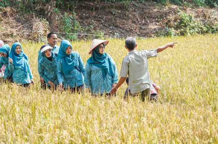Ketua Tim Penggerak (TP) PKK Kabupaten Musi Banyuasin (Muba) Hj Patimah Toha meninjau panen padi organik di Desa Jirak, Kecamatan Jirak Jaya, Kamis (23/7/2026). Foto: Kominfo Muba.