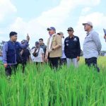 Gubernur Sumsel, Herman Deru saat hadir panen raya di Desa Suka Cinta, Ogan Ilir. Foto: Humas Pemprov Sumsel.