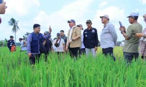 Gubernur Sumsel, Herman Deru saat hadir panen raya di Desa Suka Cinta, Ogan Ilir. Foto: Humas Pemprov Sumsel.