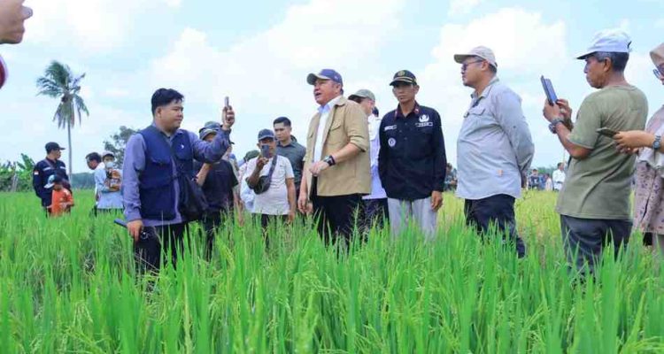 Gubernur Sumsel, Herman Deru saat hadir panen raya di Desa Suka Cinta, Ogan Ilir. Foto: Humas Pemprov Sumsel.