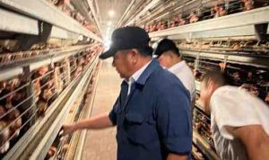 Gubernur Sumatera Selatan (Sumsel) Dr. H. Herman Deru mendampingi Kepala Staf Kepresidenan Jenderal TNI (Purn) Dudung Abdurachman meninjau peternakan ayam petelur milik PT Banyuasin Mukut Inti di Kabupaten Banyuasin, Rabu (12/8/2026). Foto: Humas P_emprov Sumsel.