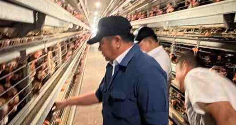 Gubernur Sumatera Selatan (Sumsel) Dr. H. Herman Deru mendampingi Kepala Staf Kepresidenan Jenderal TNI (Purn) Dudung Abdurachman meninjau peternakan ayam petelur milik PT Banyuasin Mukut Inti di Kabupaten Banyuasin, Rabu (12/8/2026). Foto: Humas P_emprov Sumsel.