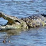 Ilustrasi buaya muara. Foto: IST
