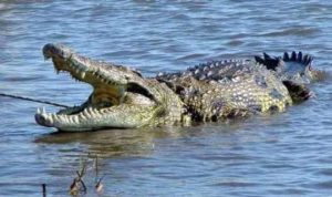 Ilustrasi buaya muara. Foto: IST