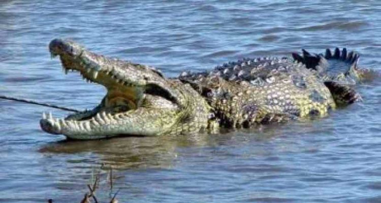 Ilustrasi buaya muara. Foto: IST