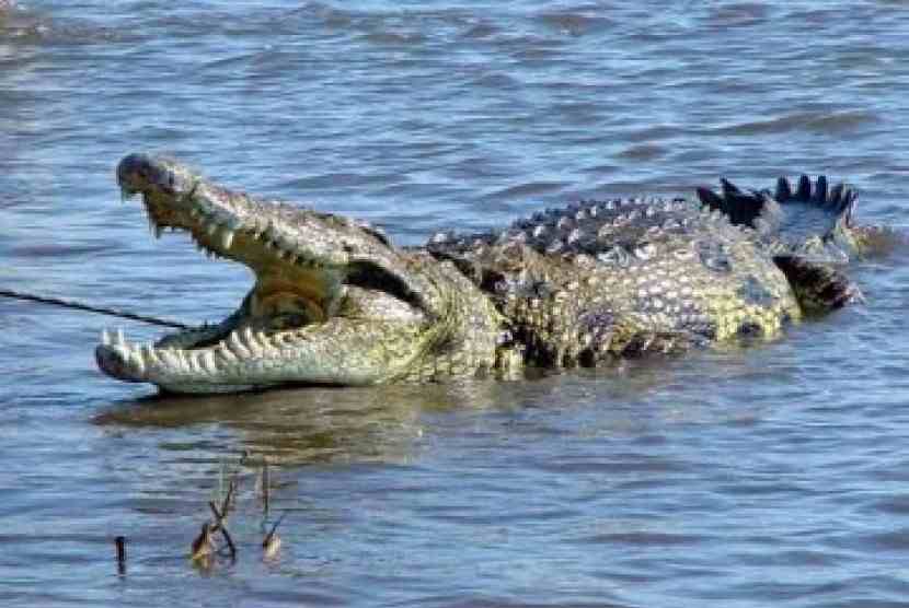 Ilustrasi buaya muara. Foto: IST