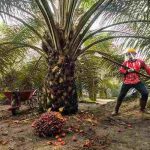 Ilustrasi kebun sawit. Foto: IST