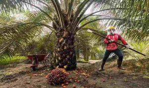 Ilustrasi kebun sawit. Foto: IST