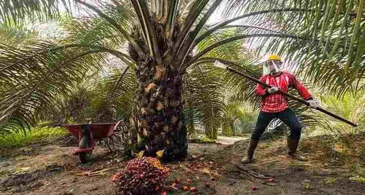 Ilustrasi kebun sawit. Foto: IST