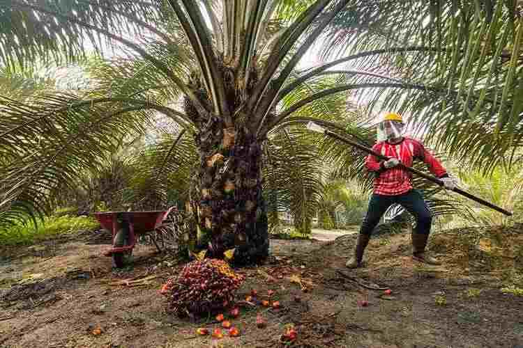 Ilustrasi kebun sawit. Foto: IST