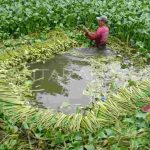 Eceng gondok. Foto: IST