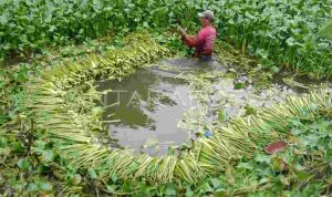 Eceng gondok. Foto: IST
