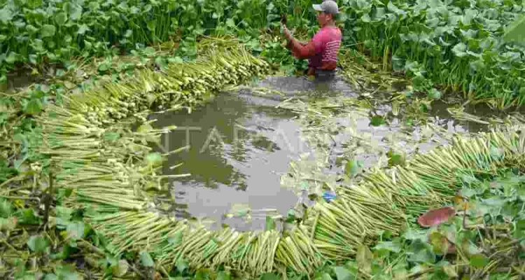Eceng gondok. Foto: IST