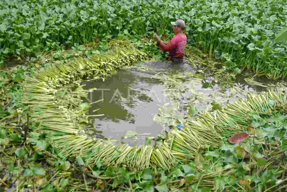 Eceng gondok. Foto: IST